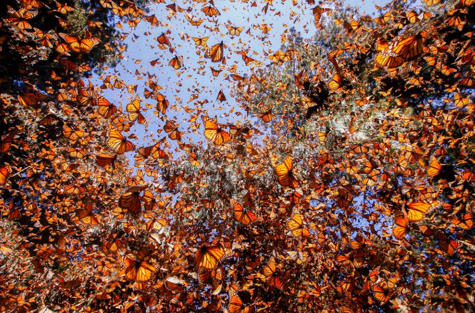 Mariposa Monarca, Mexico